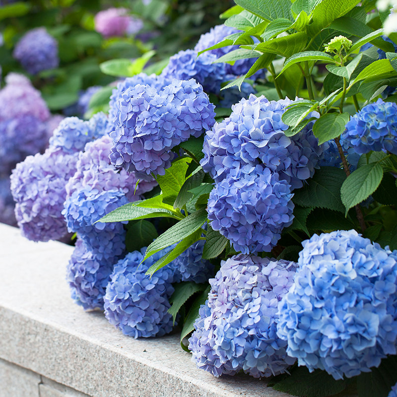 【江浙沪推荐】虹越大花绣球花盆栽阳台无尽夏花手鞠庭院夏季耐热,淘宝优惠券,粉丝福利购,淘宝优惠卷