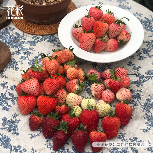 花彩奶油草莓苗盆栽黑珍珠大果阳台果树果苗隋珠多季结果好吃好养 - 图2