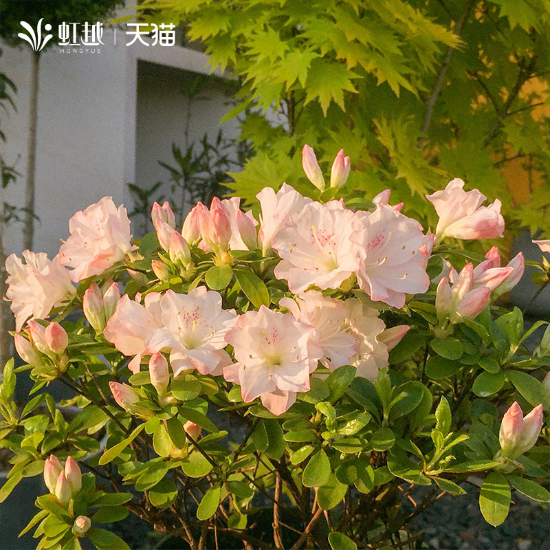 虹越东洋鹃盆栽阳台陶菊如杜鹃花苗四季常绿花卉植物花园庭院耐寒 - 图3