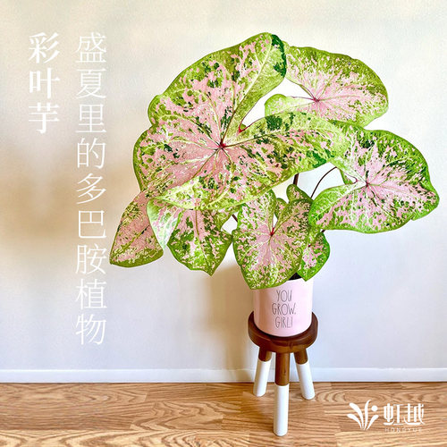 花彩白色恋人彩叶芋盆栽室内绿植粉色飞溅阳台桌面网红热植物甜心 - 图2