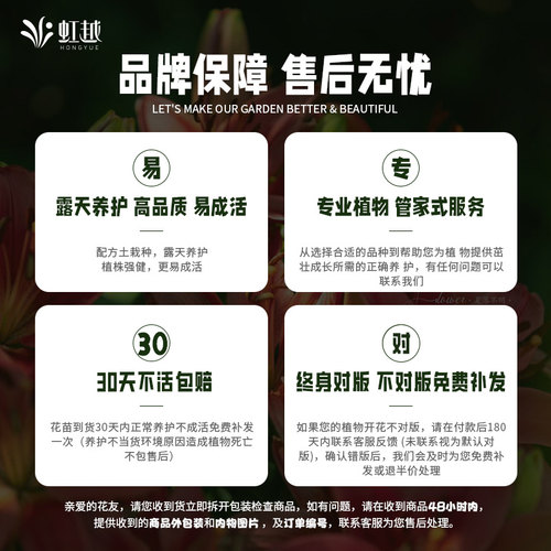 虹越常绿铁线莲苗银币苹果花日枝花园耐寒好养爬藤爬墙盆栽多季 - 图3