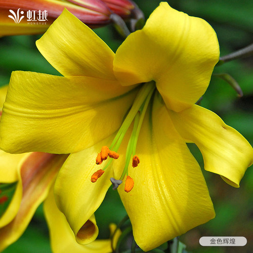 秋百合种球花黄天霸虹越荷兰进口香水木门黄橙色可阳台盆栽地栽 - 图3