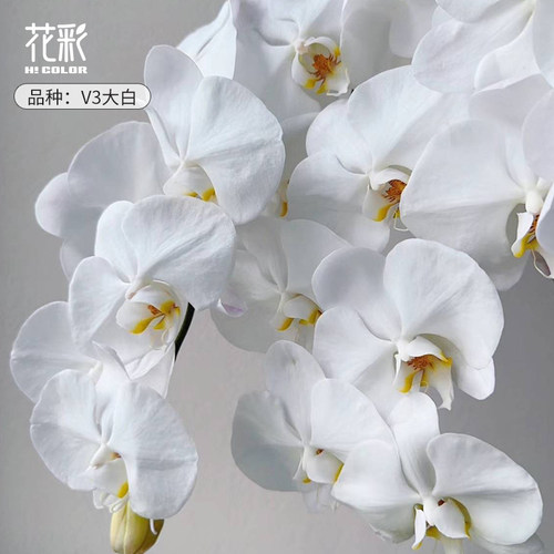 花彩蝴蝶兰花盆栽V3大白带花苞四季开办公室内摆件桌面年宵花期长 - 图2