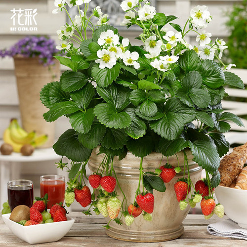 花彩奶油草莓苗盆栽黑珍珠大果阳台果树果苗隋珠多季结果好吃好养 - 图1