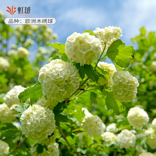 虹越中华木绣球花盆栽斗球老桩欧洲木绣球大苗庭院地栽耐寒花树苗 - 图0