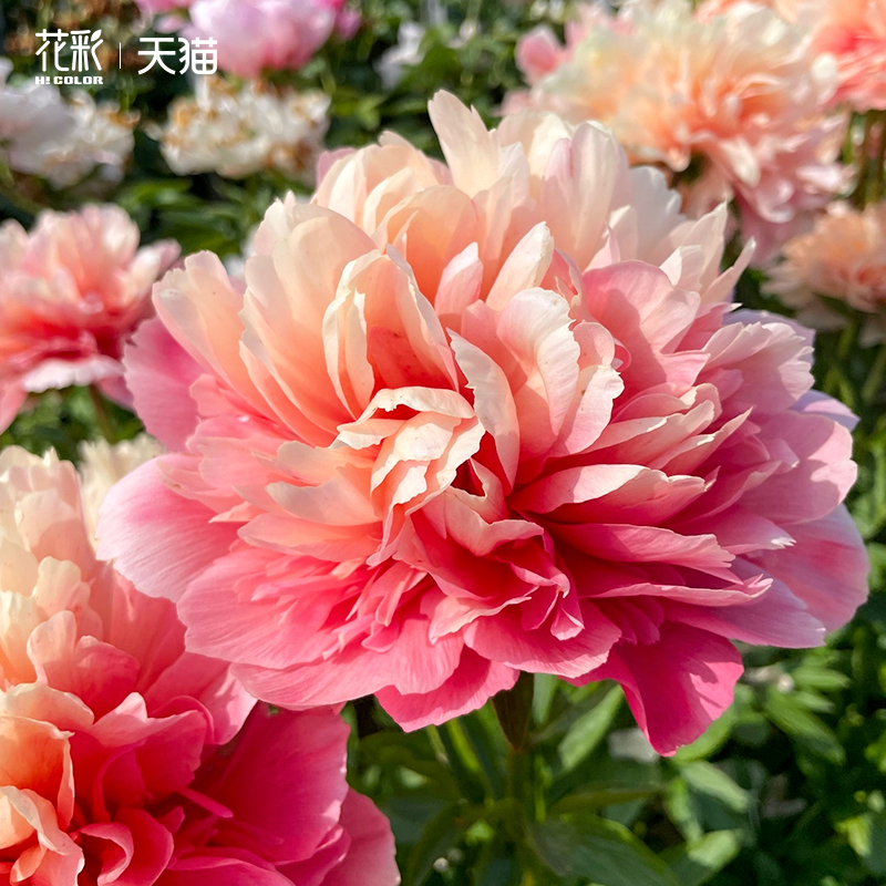 虹越芍药花苗裸根盆栽室外庭院地栽多年生耐热耐寒重瓣梦里蝴蝶 - 图0