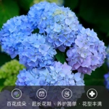 虹越 Yiduo Dream Dream Hydrangea Pot Pot посажен четыре сезона, заканчивая летние гидроника цветок старая куча популярный горшок на открытом воздухе цветок балкон цветок