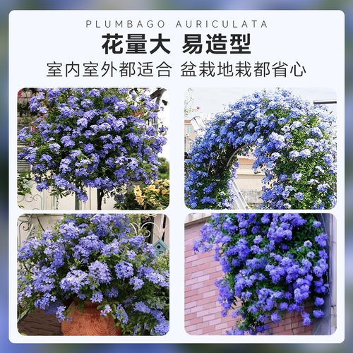 花彩蓝雪花盆栽大苗棒棒糖阳台夏季耐热爆花瀑布植物花墙拱门花卉 - 图1