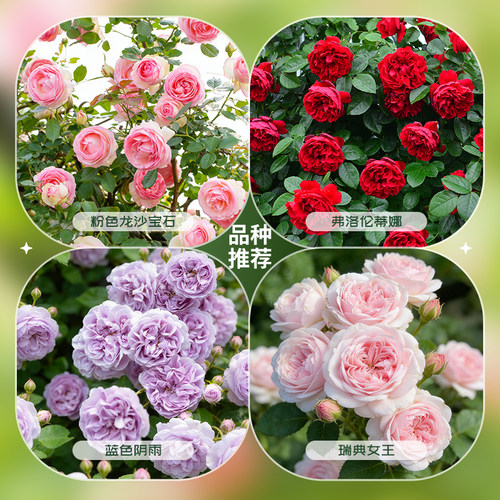 虹越爬藤月季花盆栽佛罗伦蒂娜龙沙宝石蓝色阴雨爬墙藤本篱笆拱门 - 图1