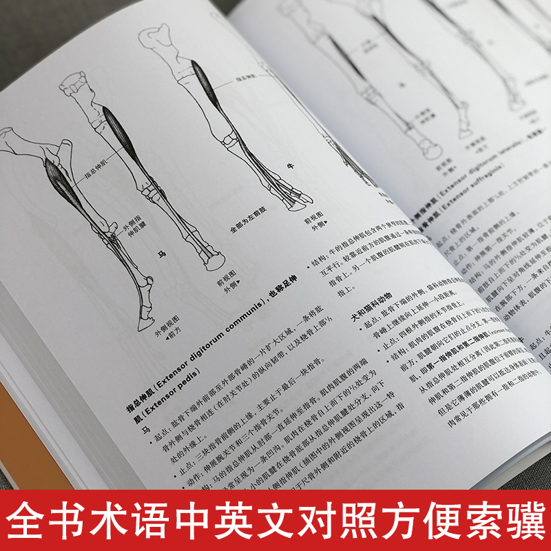 牛津艺用动物解剖学 中英对照版500余幅常见动物解剖结构示意图动物骨骼与肌肉运动结构 动物绘画技法解剖教程教学工具书籍 - 图2