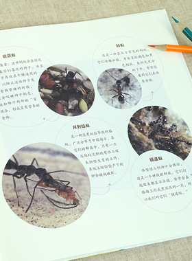 正版看蚂蚁家门外的自然课系列3-6-9岁幼少儿童小学生暑假期全彩插图漫画百科普大全四季自然动植物绘本小百科手绘图课外阅读书籍