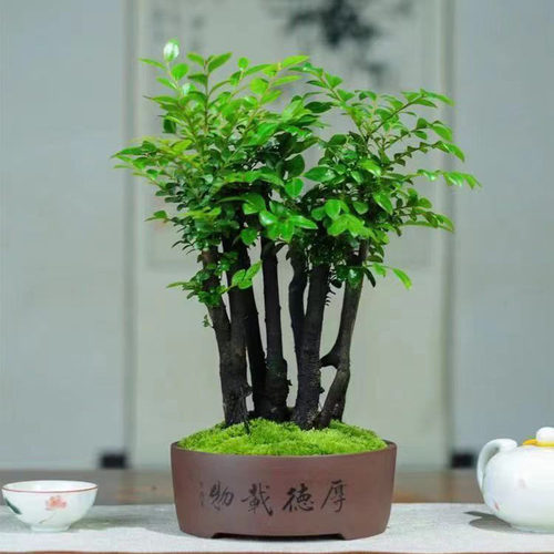 小叶紫檀盆景树桩黑骨茶盆栽客厅桌面阳台庭院四季常青绿植植物 - 图0