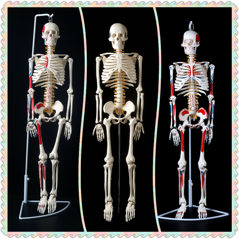 医学全身人体骨骼模型45cm85厘米骨架模型骷髅脊柱模型脊椎 - 图0