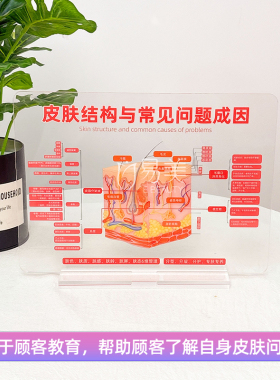 亚克力皮肤结构模型美容院专用皮肤问题成因讲解美容师培训顾客教
