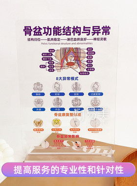 高透亚克力摆件骨盆功能结构与异常科普教育医患沟通妇产科产康店