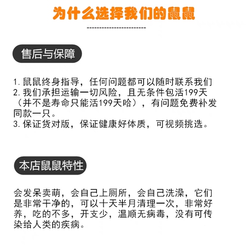 家养金丝熊卷毛波利熊仓鼠活体温顺宠物好养活已打疫苗包活包健康