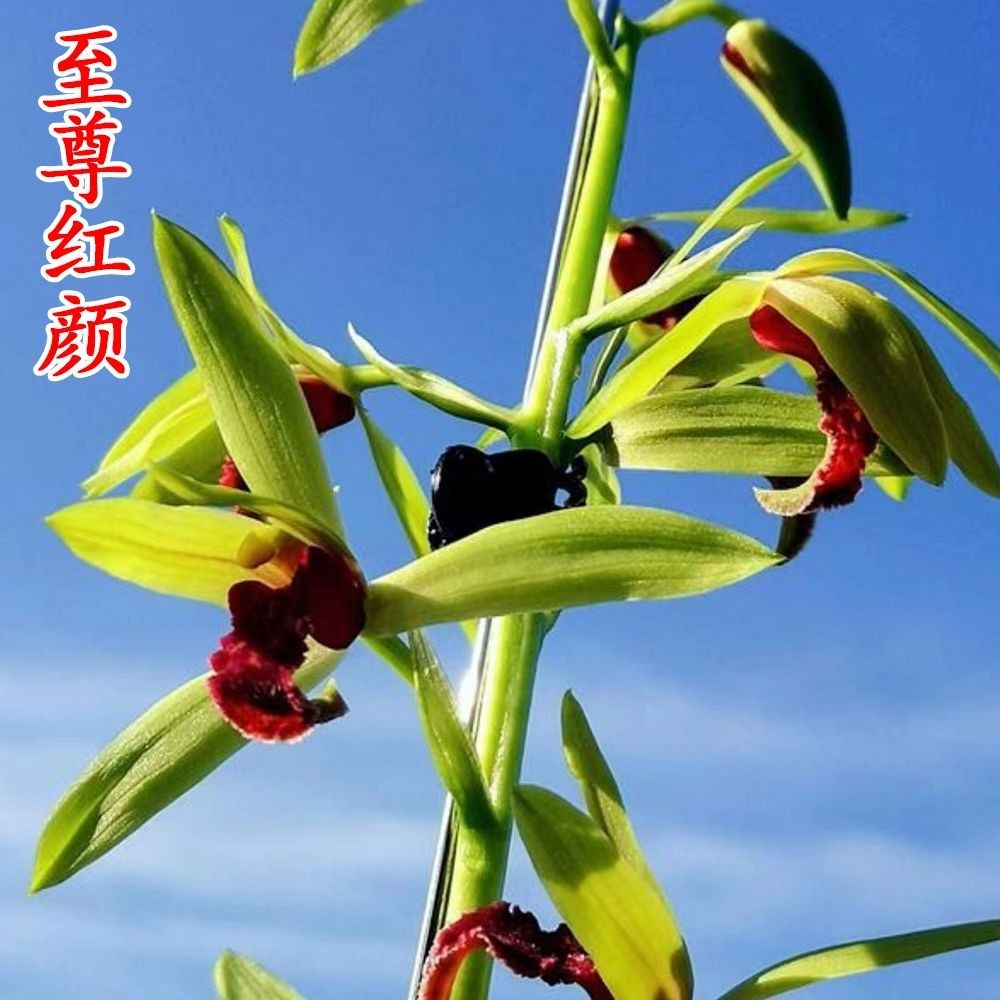 带花苞兰花大全【三星蝶】蕙兰老八种花卉浓香红花绿植室内外盆栽,淘宝优惠券,粉丝福利购,淘宝优惠卷