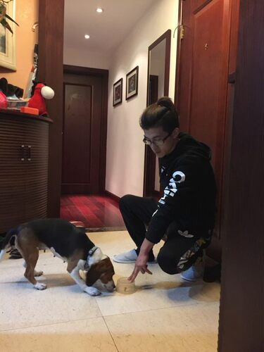 上海宠物狗狗学校  大小便训练 训犬师上门 寄养服务 - 图2