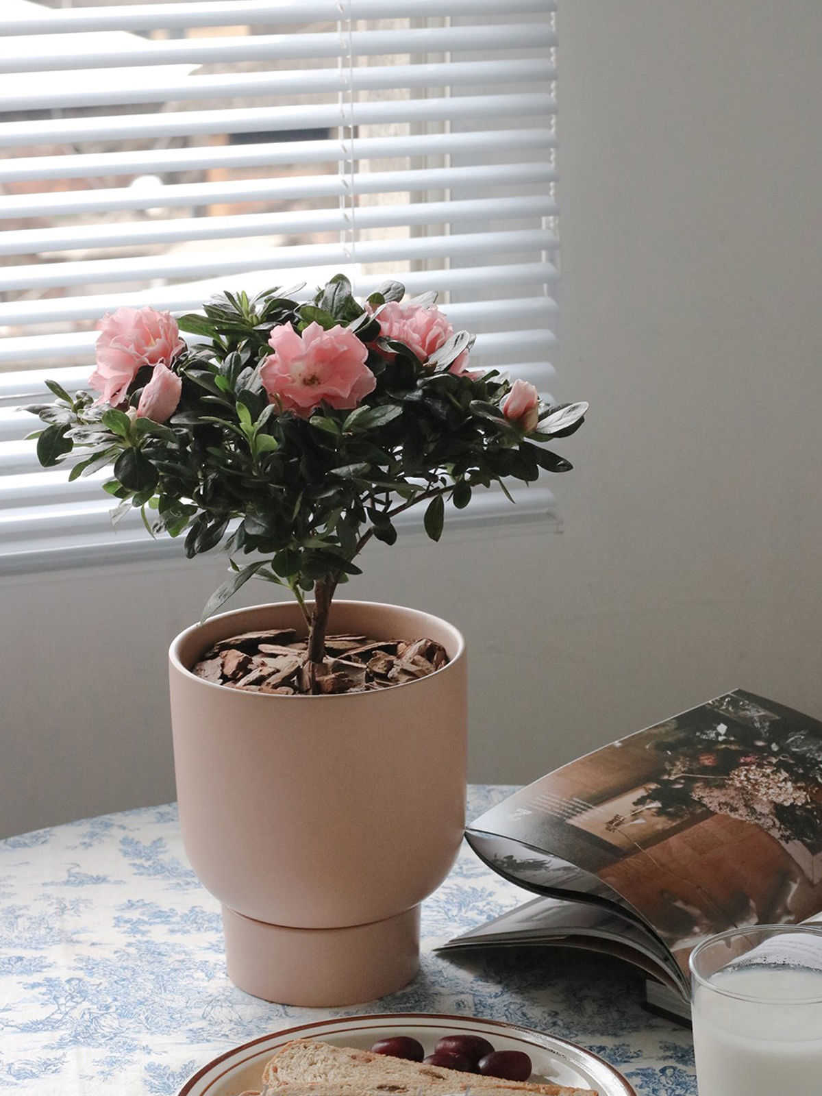 植物私生活 |四季杜鹃花 比利时杜鹃 室内阳台开花盆栽 - 图1