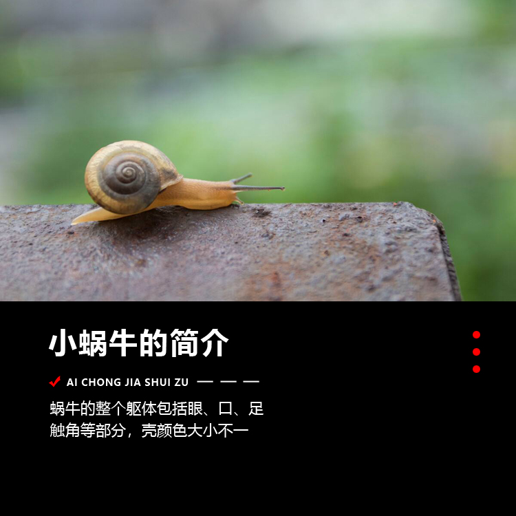宠物蜗牛学生科学实验教学专用蜗牛观察套装野生蜗牛白玉灰巴活体-图0