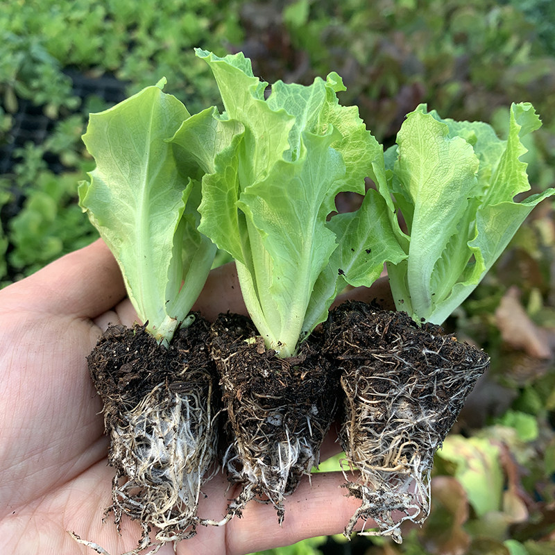 紫生菜紫罗莎紫罗马生菜苗苗秧意大利带土球红皱结球奶油直立大速,淘宝优惠券,粉丝福利购,淘宝优惠卷