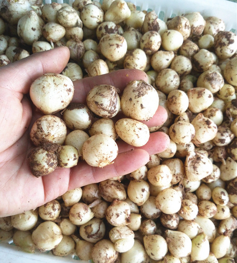 四川泸州特产 苦绞  苦芥   苦藠 苦茭 250g一份 拍3份包邮