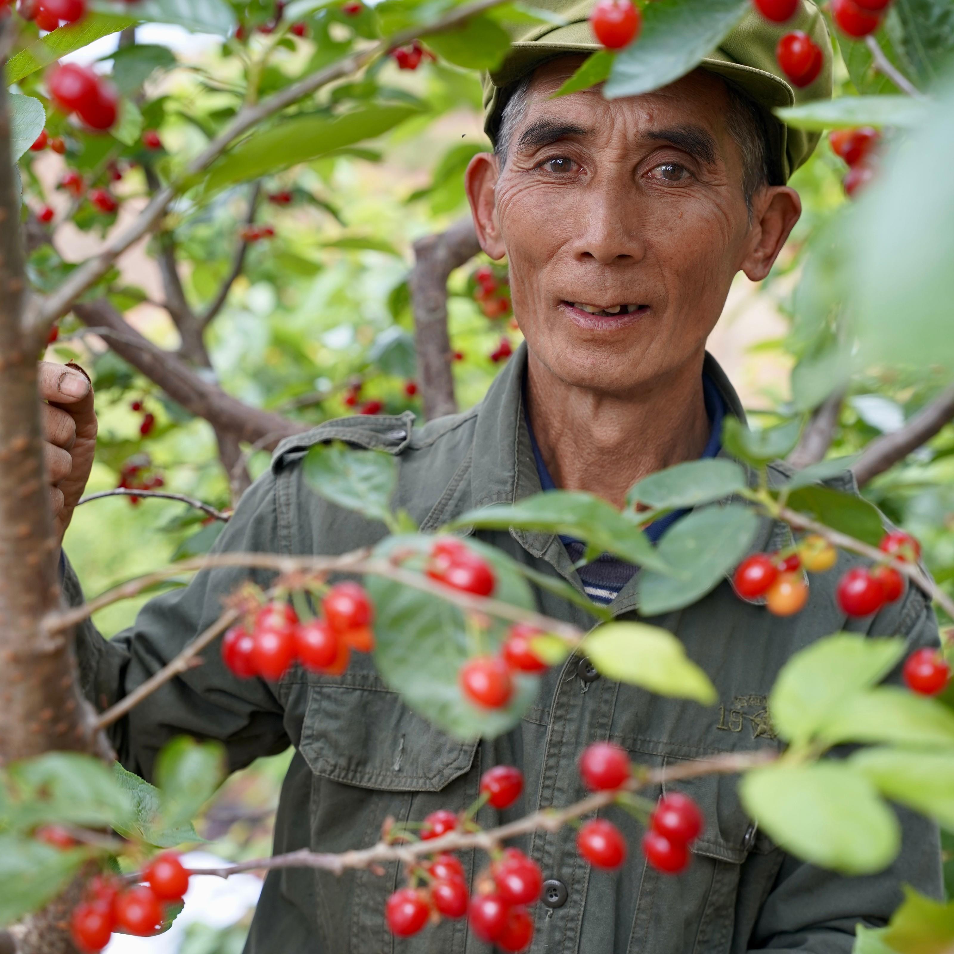 发顺丰四川小樱桃水果新鲜攀枝花黄草玛瑙红土樱桃米易水晶甜孕妇-图2