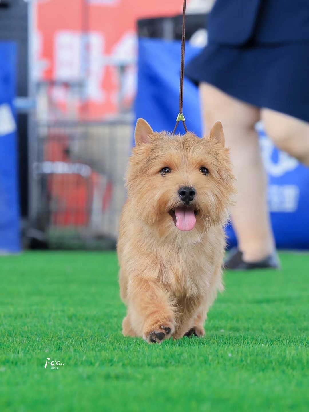 黑色赛级犬遛狗绳牵引绳夹带夹绳梗犬专业犬展比赛绳新款训练绳-图0