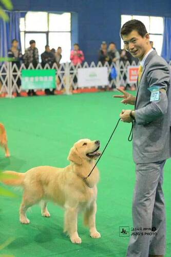 进口买3送一训练大中小型犬通用比赛犬展扁形P链+牵引绳套装包邮 - 图0
