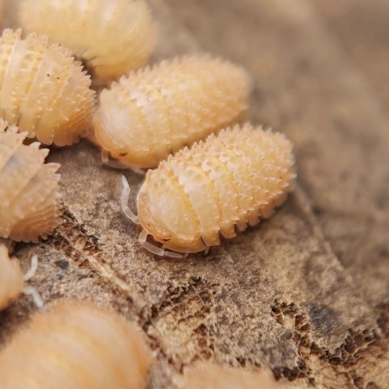 橘刺鼠妇西瓜虫宠物爬虫爬宠昆虫特色可爱简单好养包活,淘宝优惠券,粉丝福利购,淘宝优惠卷