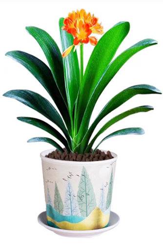 君子兰盆栽室内植物君子兰花苗四季花卉君子兰植物兰花苗当年开花 - 图3