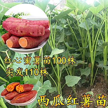【送10株】六鳌红蜜薯苗100株[5元优惠券]-寻折猪