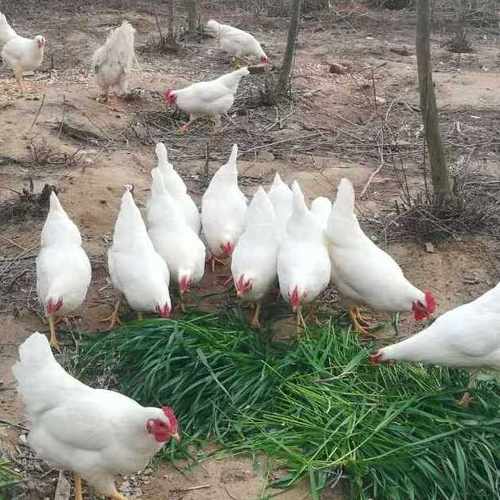 散养纯白无杂毛全白公鸡白羽土鸡打鸣白鸡药引纯白色公鸡活鸡包邮 - 图2