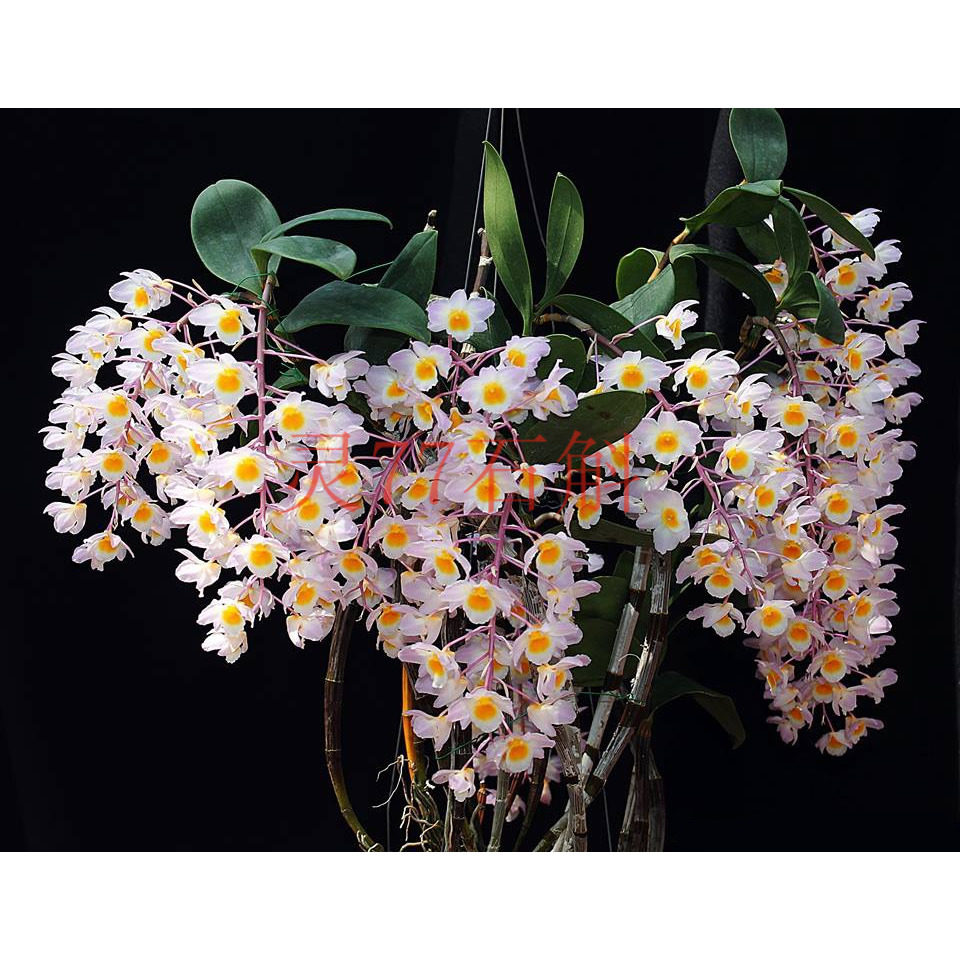 红灯笼石斛苗 石斛兰花绿植盆栽石斛苗 500克一斤包邮