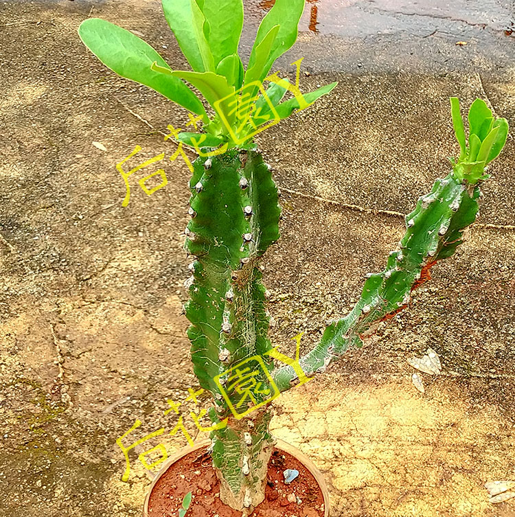 树型仙人掌柱科多肉金刚纂玉麒麟五六七棱霸王鞭植物盆栽