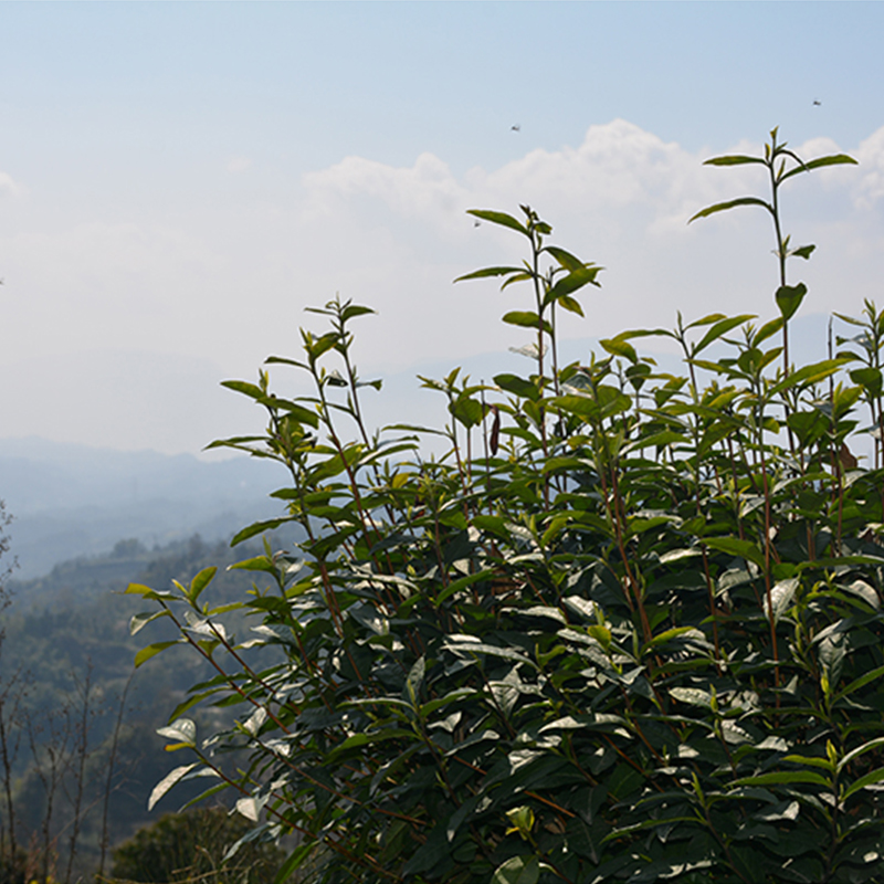 兰妃茶2024新茶 兰花茶四川雅安蒙顶茶叶 尘外幽兰50g