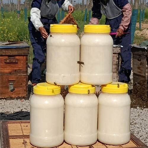 二斤装纯正天然油菜蜂蜜结晶蜂蜜农家自产百花蜜大桶装商用 - 图0