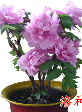 当年开洛阳牡丹花苗盆地栽盆景室内外阳台桌面花卉绿植物玫瑰海棠