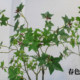 High-end simulated island stone maple bonsai