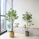 Simulated green plant Mazui wood hanging clock floor decorative tree