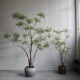 Top Ten Contributions to High-end Simulation Trees Ye Xiazhu