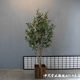 High-end Nordic style olive tree store living room floor