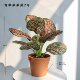 High-end simulated evergreen indoor potted plants