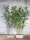 High-end simulated purple and green bamboo Zen window decorations