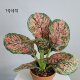 High-end simulated evergreen indoor potted plants