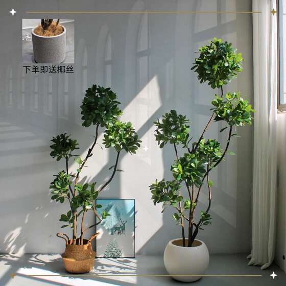 Simulated Pittosporum bonsai indoor living room decoration