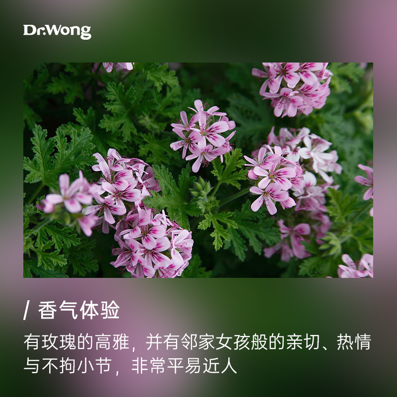 Dr.Wong玫瑰天竺葵单方精油温暖玫瑰香纾解忧郁天然植物精油香薰 - 图0