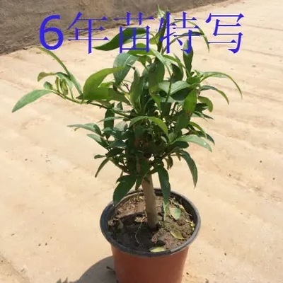 夜来香花树苗九里香夜来香盆栽花卉植物室内驱蚊花苗浓香四季开花 - 图0