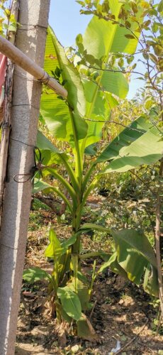 芭蕉树苗耐寒零下20度芭蕉苗绿化树苗超大盆栽庭院带土北方香蕉苗 - 图3