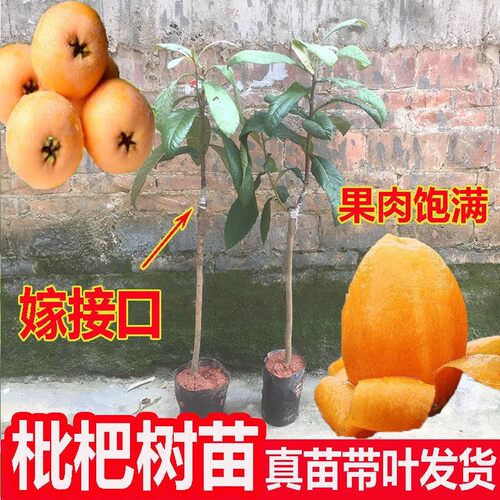 广州发货正宗嫁接早钟枇杷树苗早熟枇杷四季枇杷树苗当年结果 - 图2